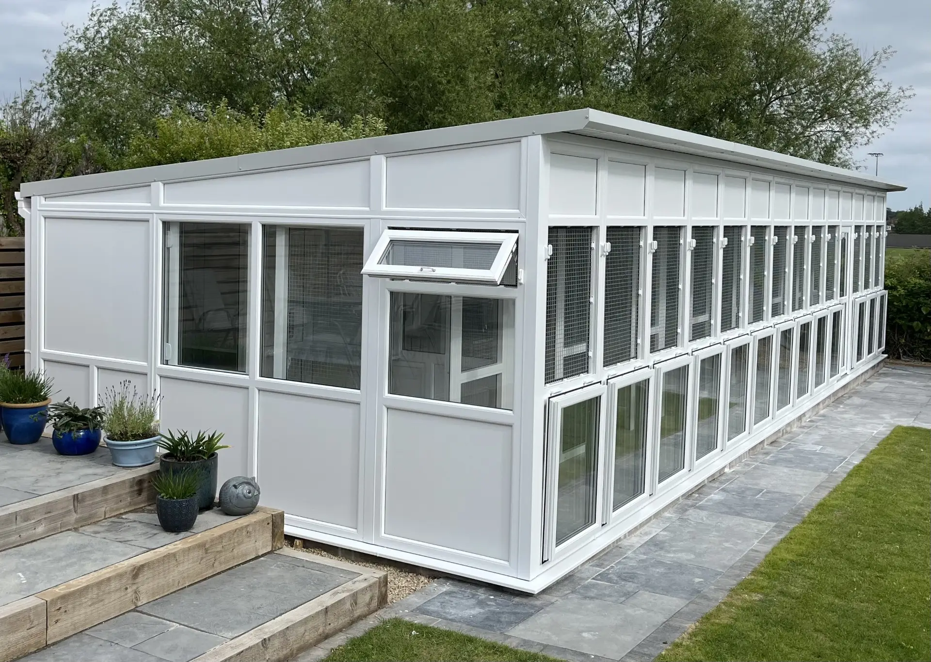 Cat tails and Dreams