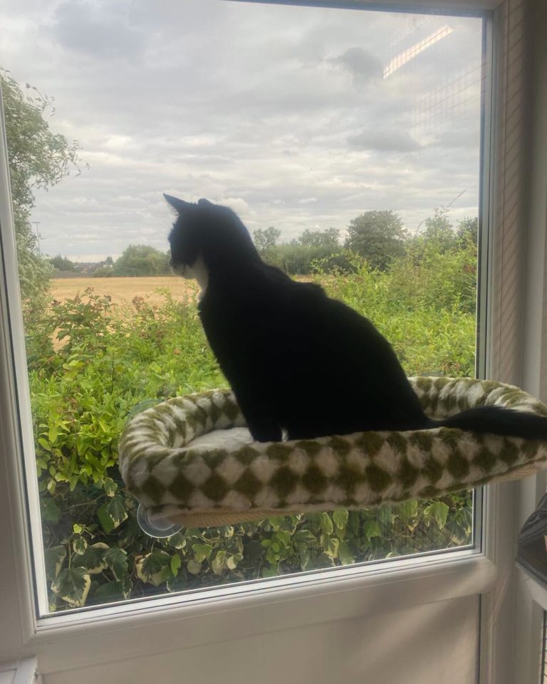 Field Gazer