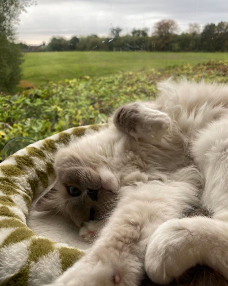 Leo loving life in the field view suite