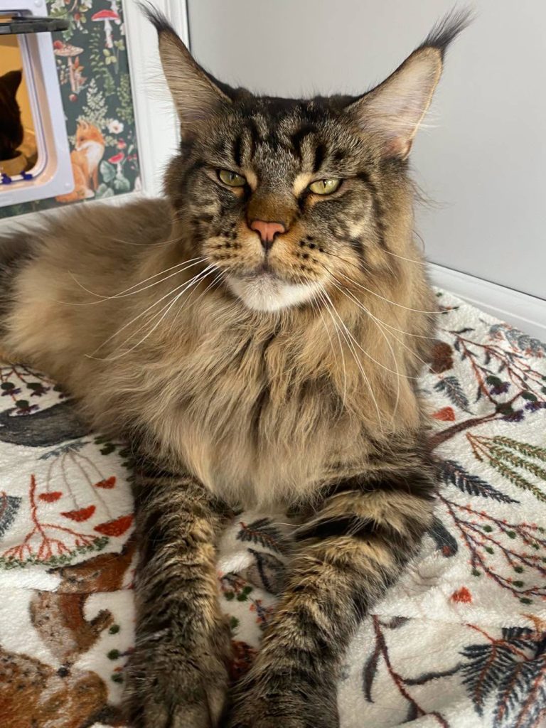 Maine Coon