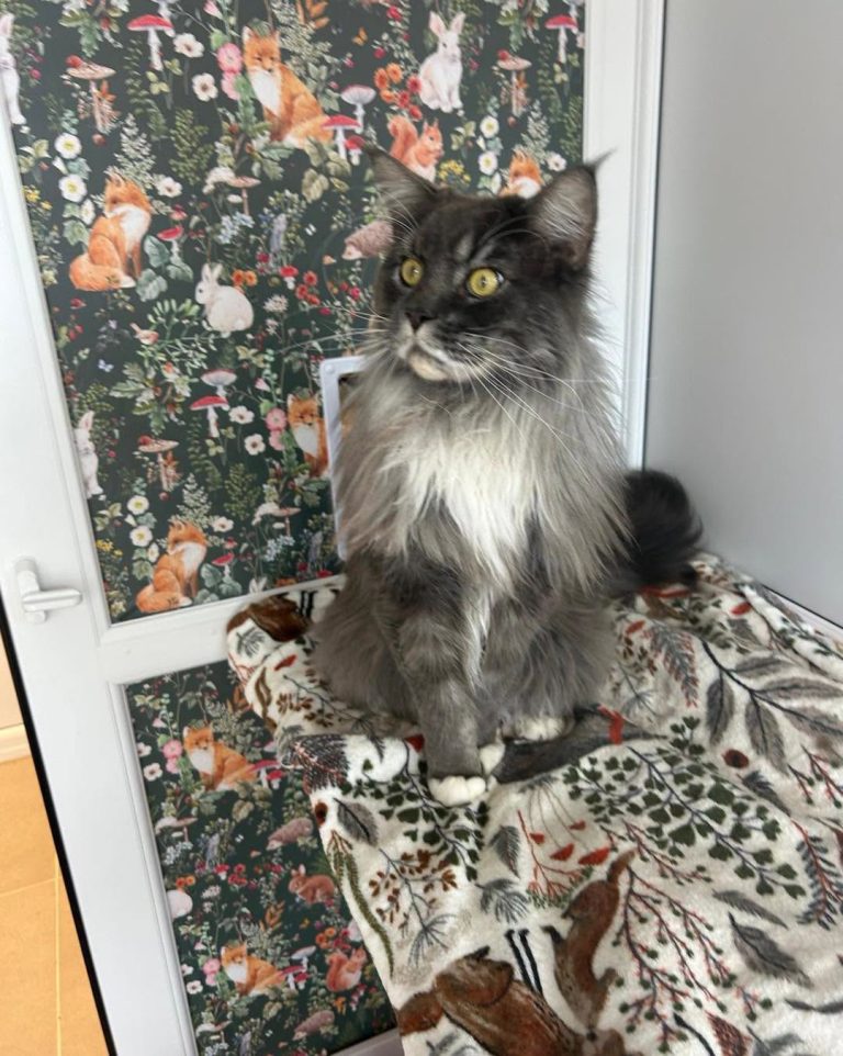 Maine Coon Brother