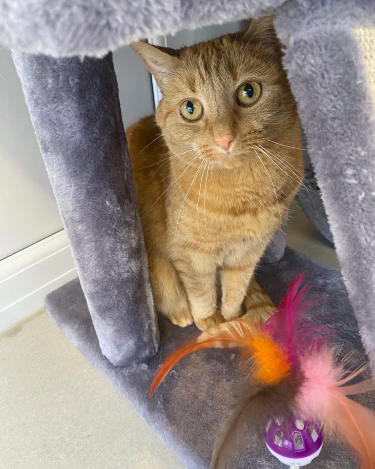 Scratching post